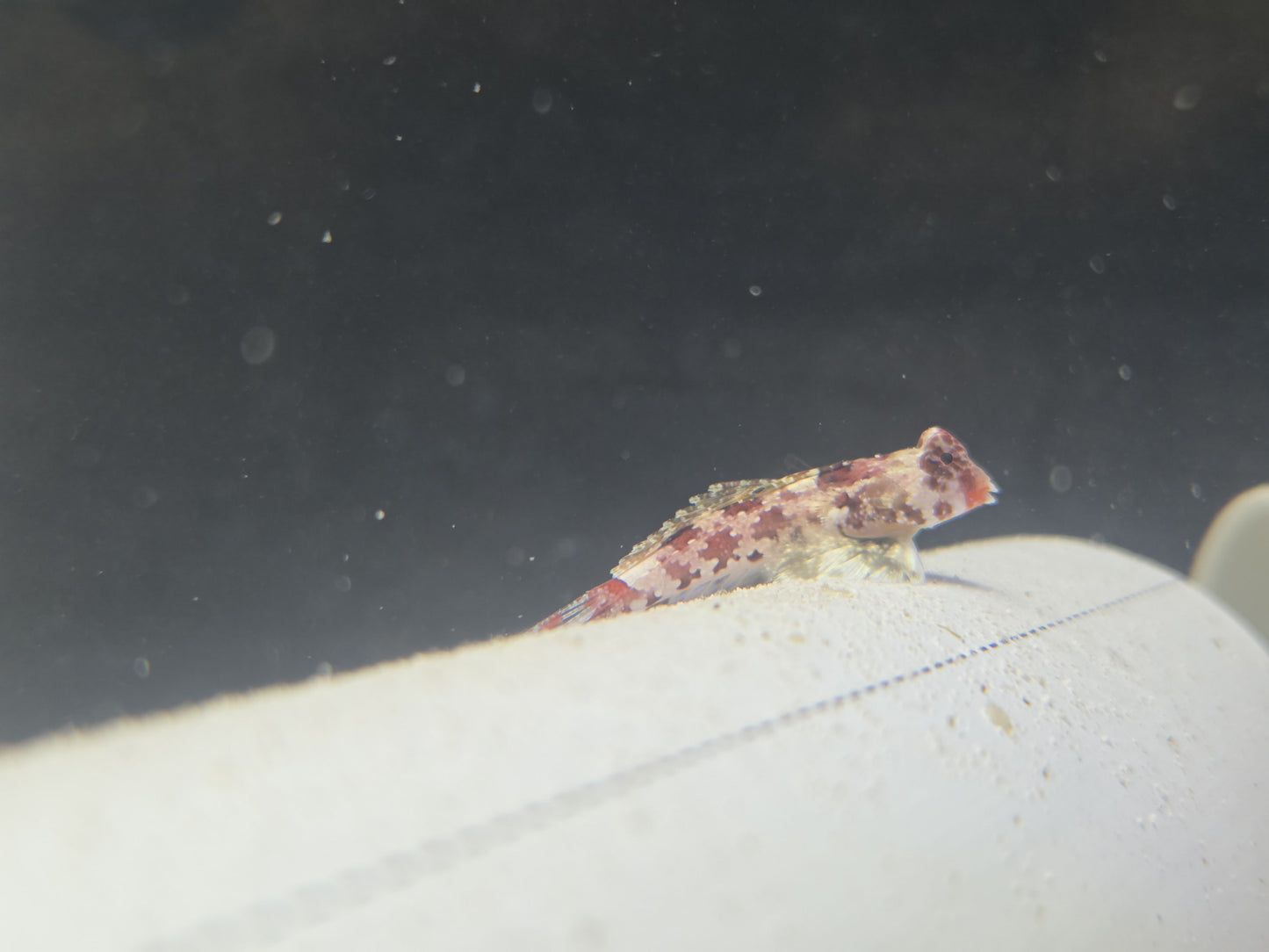Red Scooter Dragonet