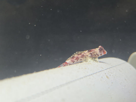 Red Scooter Dragonet