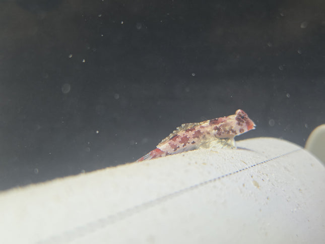 Red Scooter Dragonet
