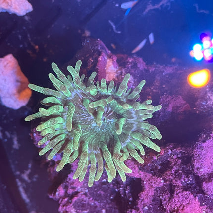 Orange Tip Green Bubble Tip Anemone