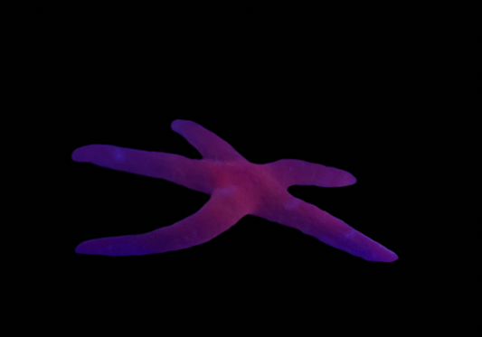 Red Reef Starfish