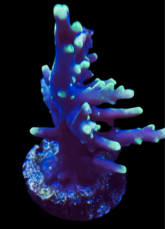 Pac Man Acropora