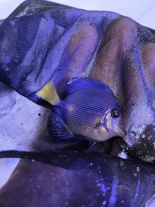 Purple Tang - CB