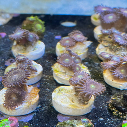Zoanthid mystère 10$