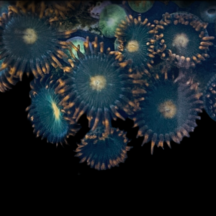 Gatorade Zoanthid Frag