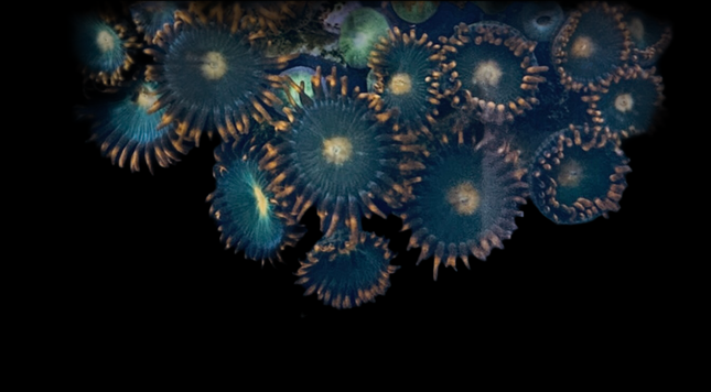 Gatorade Zoanthid Frag