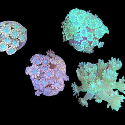 Alveopora Assorti
