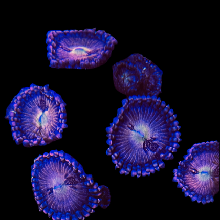 Pineapple Express Zoanthid