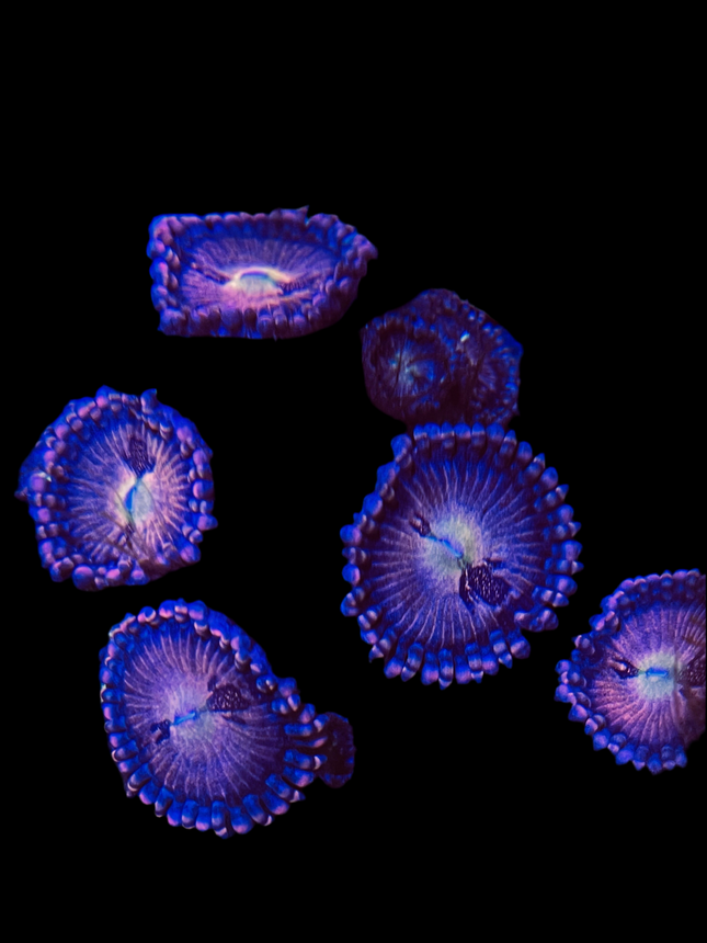 Pineapple Express Zoanthid