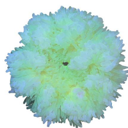 Neon Yellow Beaded Anemone
