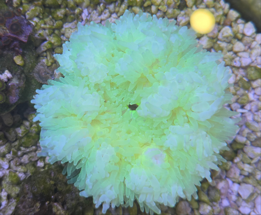 Neon Yellow Beaded Anemone