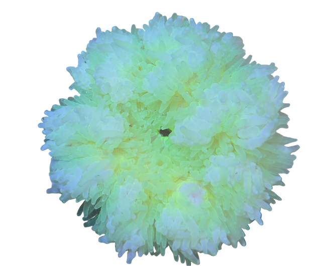 Neon Yellow Beaded Anemone