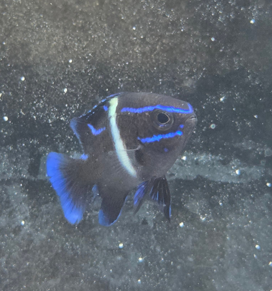 Blue Neon Velvet Damsel
