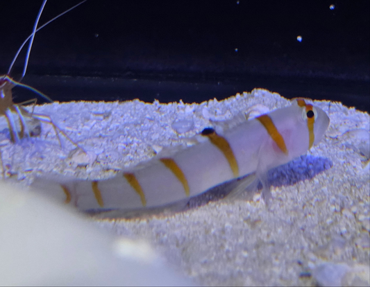 Randall's Goby