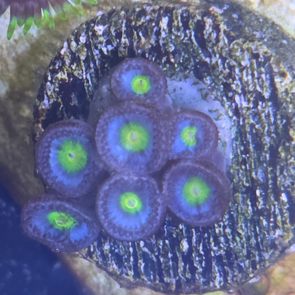 WWC AOI Zoa Frag