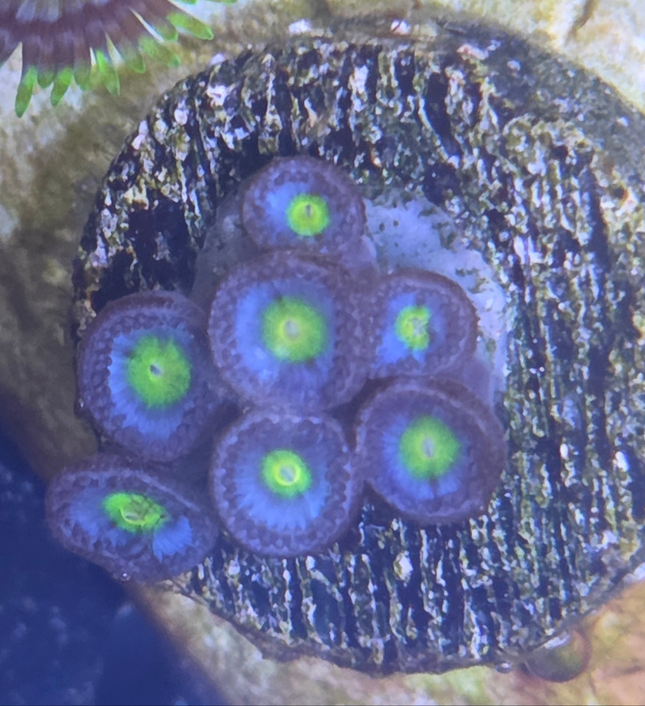 WWC AOI Zoa Frag