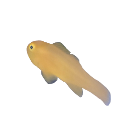 Yellow Clown Goby