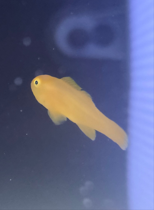 Yellow Clown Goby