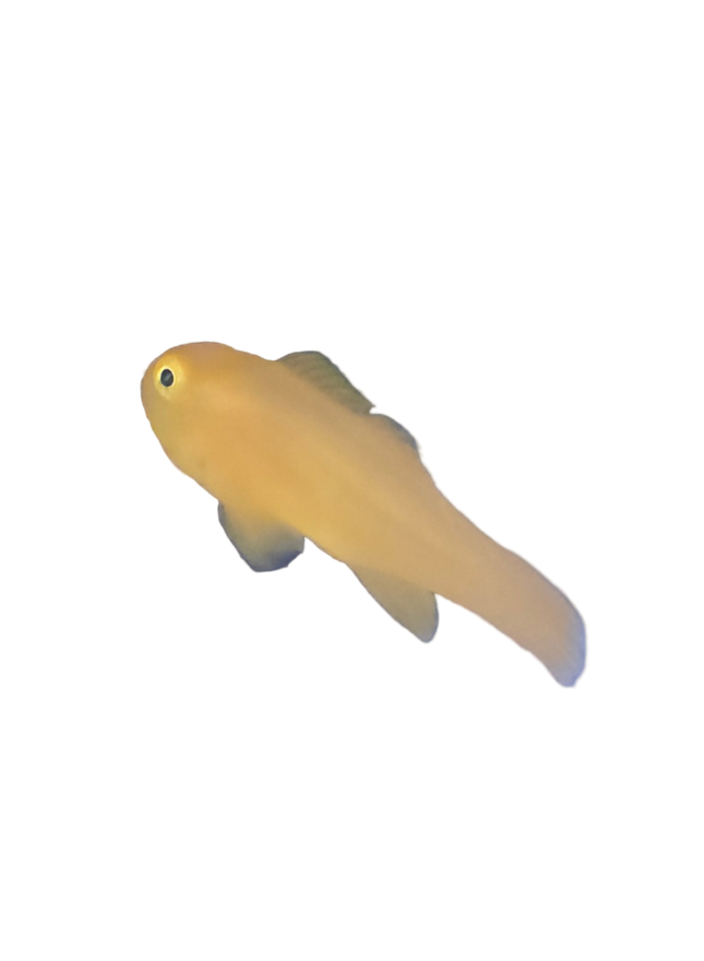 Yellow Clown Goby