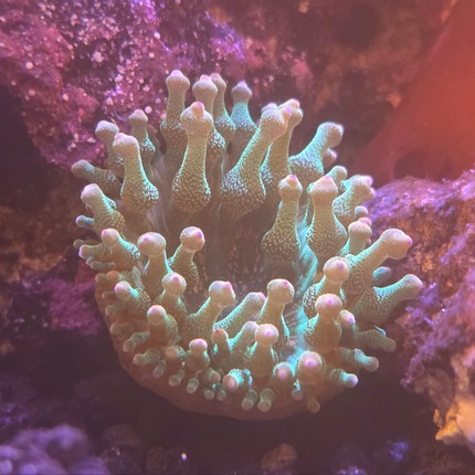 Orange Tip Green Bubble Tip Anemone