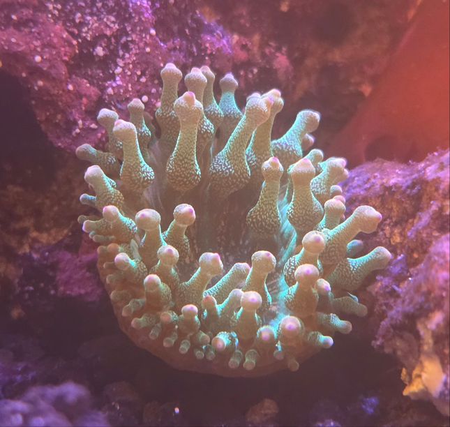 Orange Tip Green Bubble Tip Anemone