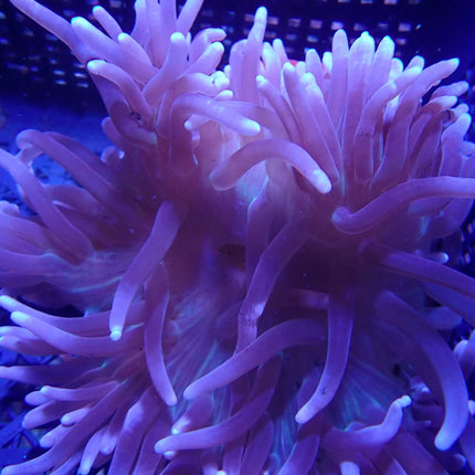 WYSIWYG anemone 1