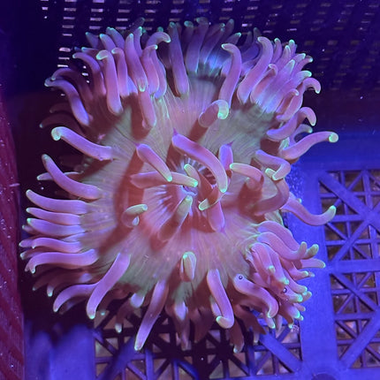 WYSIWYG Anemone 2