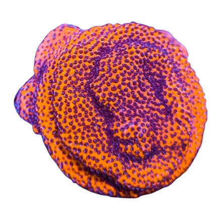 Mystic Montipora