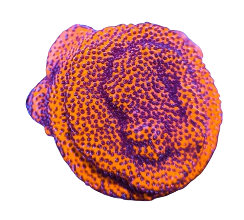 Mystic Montipora