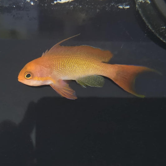 Lyretail Anthias
