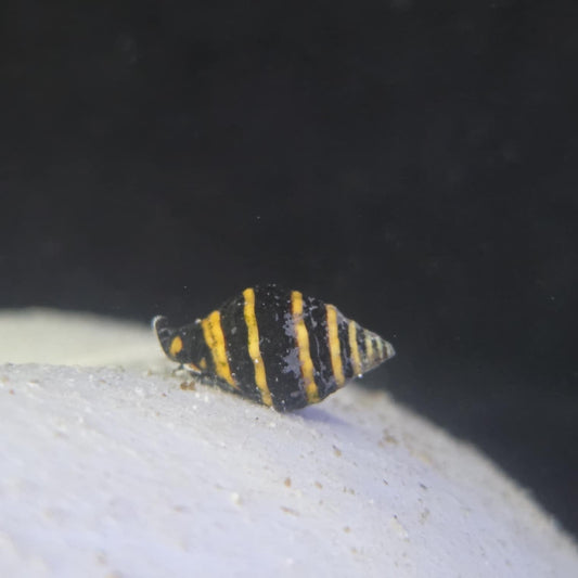 Bumble Bee Snail