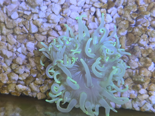 Long Tentacle Anemone