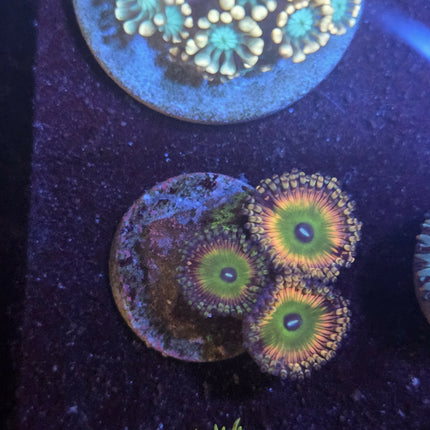Zoa