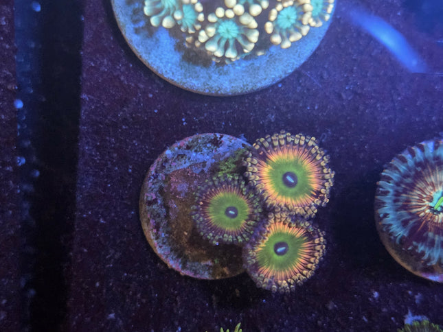 Zoa