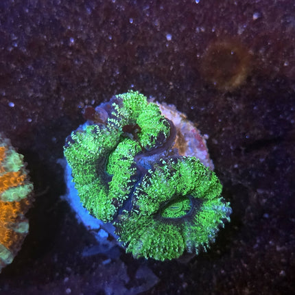 Acan Couleur Variée