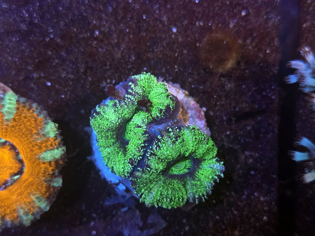 Acan Couleur Variée