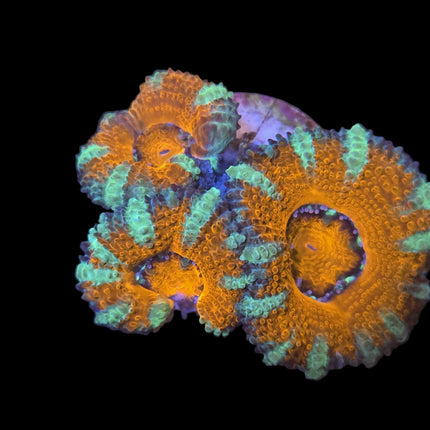 Acan Couleur Variée