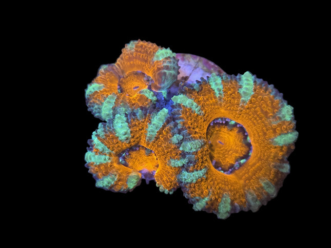 Acan Couleur Variée
