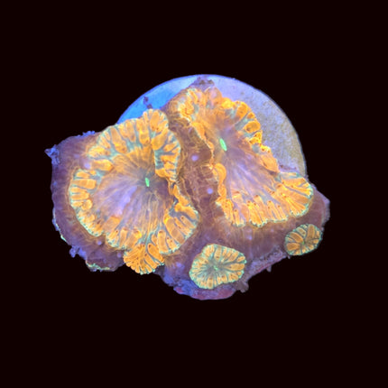 Orange Flash Blastomussa