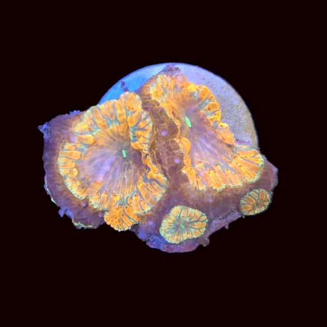 Orange Flash Blastomussa