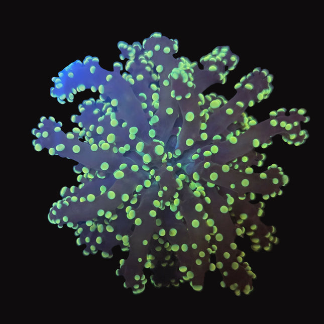 Yellow Tipped Octospawn