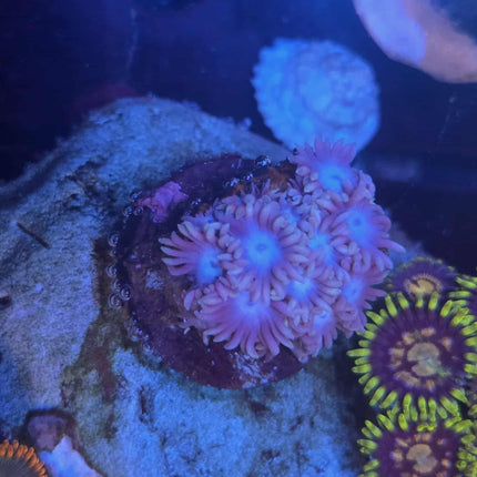 Pastel Goniopora