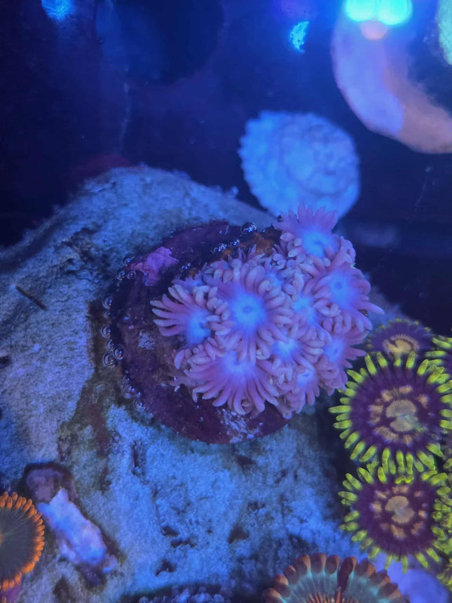 Pastel Goniopora