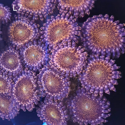 Pandora Zoanthid - L7