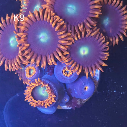 Punkrocker Zoanthids - K9