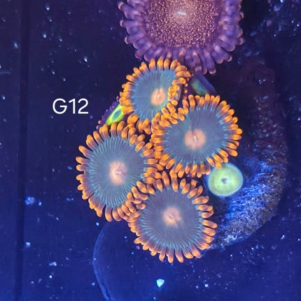 Gatorade Zoanthids - G12