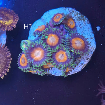 Eagle Eye Zoanthid - H1