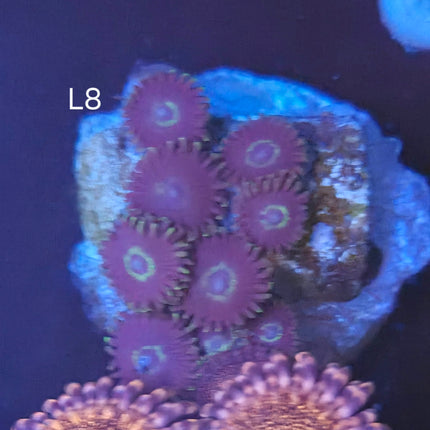 Blue Hornet Zoanthid - L8