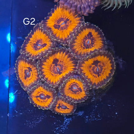 Bloodsucker Zoanthid - G2