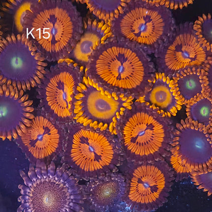 Mega frag orange Zoanthid - K15